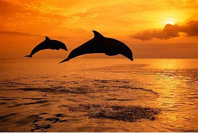  《艾尔登法环》DLC“黄金树之影”新截图 画面太美