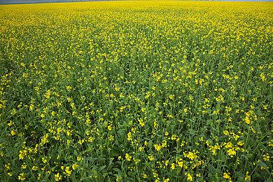 庆祝百万销量 Atlus公布《圣兽之王》最受欢迎角色排名